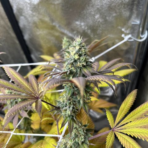 Royal Runtz growlog timeline photo