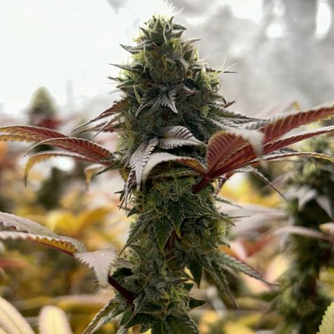 Royal Runtz growlog timeline photo