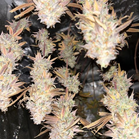 Royal Runtz growlog timeline photo