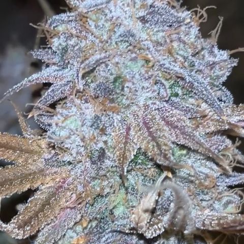 Royal Runtz growlog timeline photo