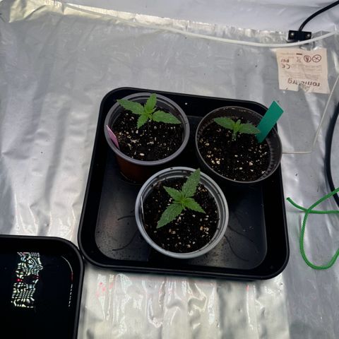 #1 Early Skunk growlog timeline photo