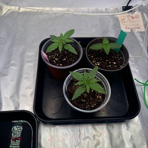 #1 Early Skunk growlog timeline photo
