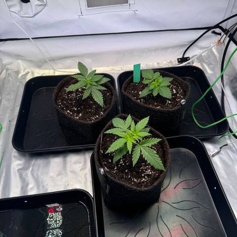 #1 Early Skunk growlog timeline photo