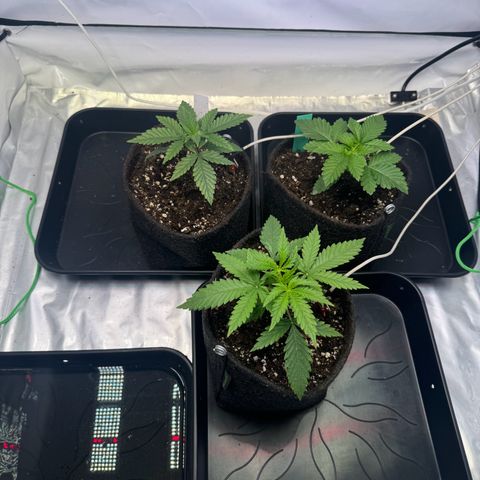 #1 Early Skunk growlog timeline photo