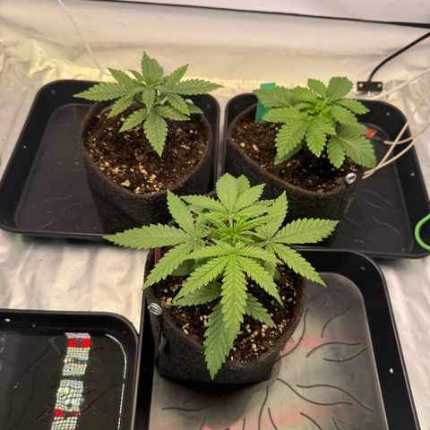 #1 Early Skunk growlog timeline photo