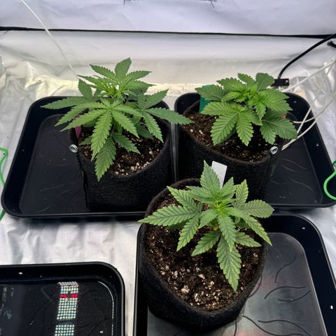 #1 Early Skunk growlog timeline photo