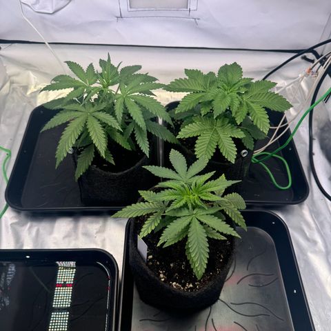 #1 Early Skunk growlog timeline photo