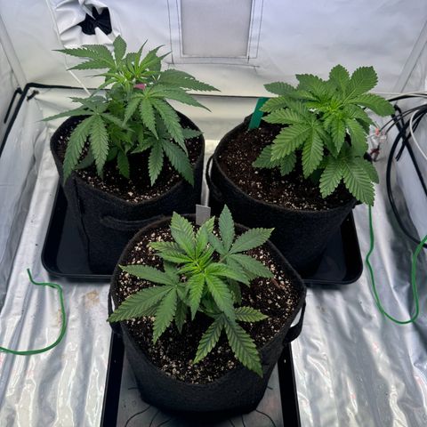 #1 Early Skunk growlog timeline photo