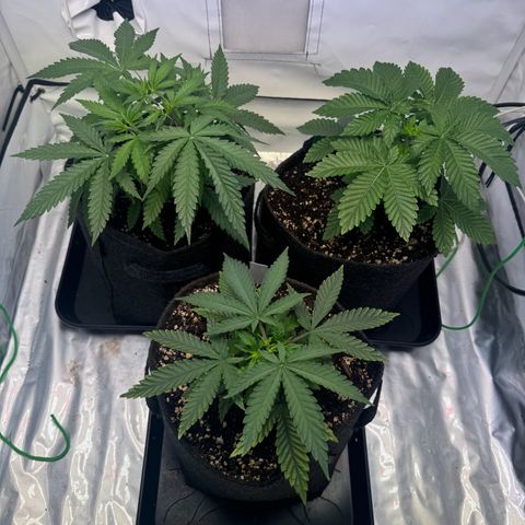 #1 Early Skunk growlog timeline photo