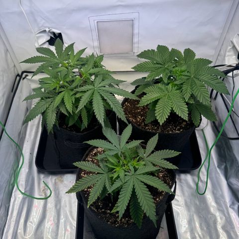#1 Early Skunk growlog timeline photo