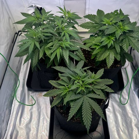 #1 Early Skunk growlog timeline photo