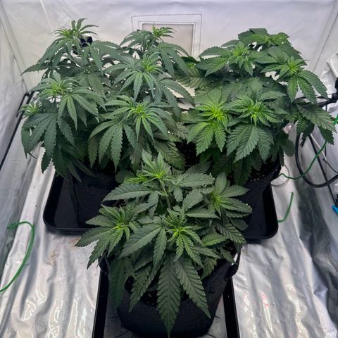 #1 Early Skunk growlog timeline photo