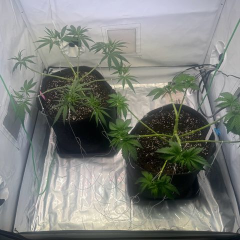 #1 Early Skunk growlog timeline photo