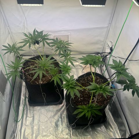 #1 Early Skunk growlog timeline photo