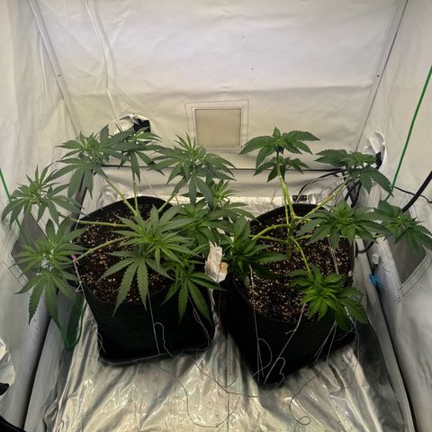 #1 Early Skunk growlog timeline photo