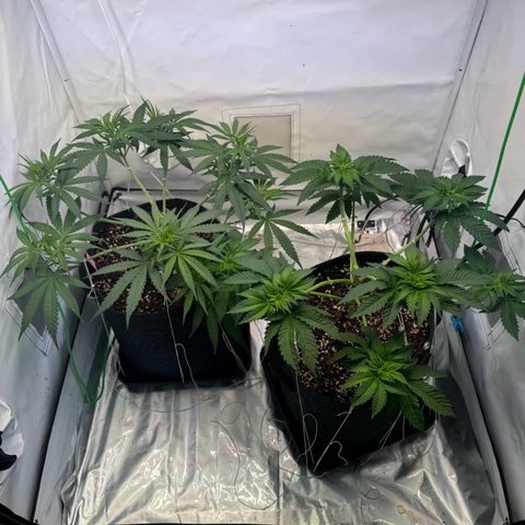 #1 Early Skunk growlog timeline photo