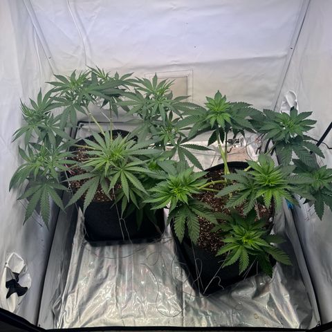 #1 Early Skunk growlog timeline photo