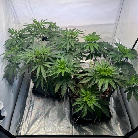 #1 Early Skunk growlog timeline photo