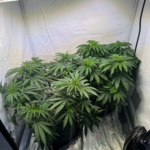 #1 Early Skunk growlog timeline photo