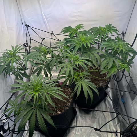 #1 Early Skunk growlog timeline photo