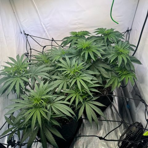 #1 Early Skunk growlog timeline photo