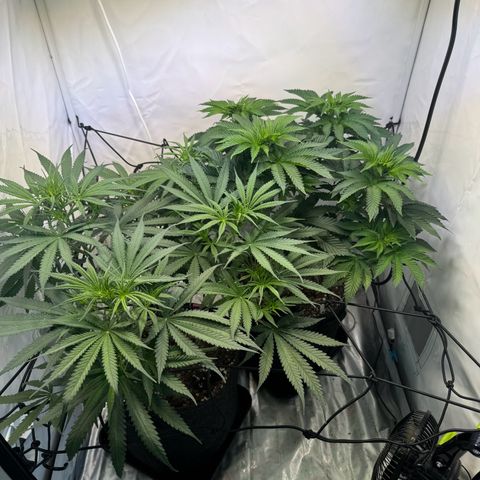 #1 Early Skunk growlog timeline photo
