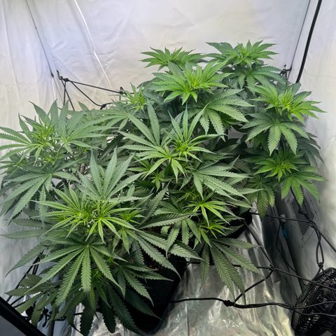 #1 Early Skunk growlog timeline photo