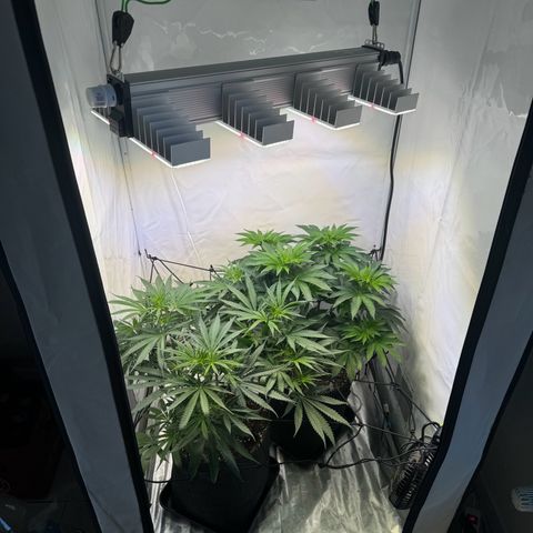 #1 Early Skunk growlog timeline photo