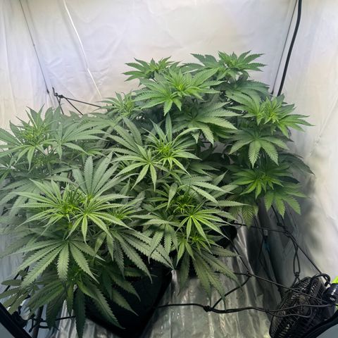 #1 Early Skunk growlog timeline photo