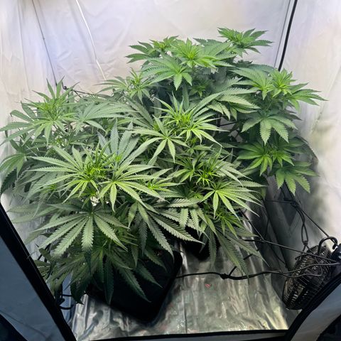 #1 Early Skunk growlog timeline photo
