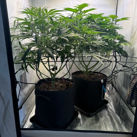 #1 Early Skunk growlog timeline photo