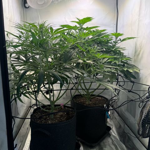 #1 Early Skunk growlog timeline photo