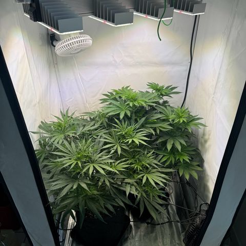 #1 Early Skunk growlog timeline photo