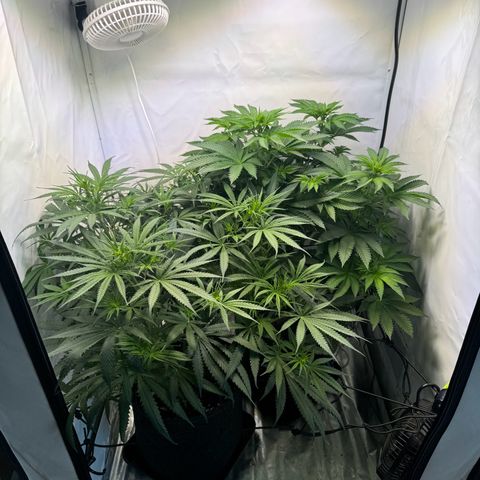#1 Early Skunk growlog timeline photo