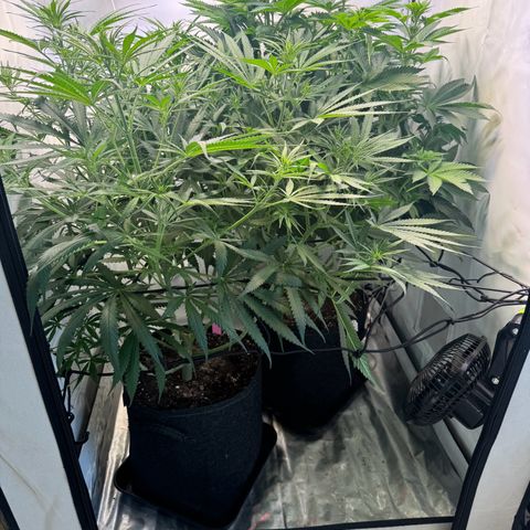 #1 Early Skunk growlog timeline photo
