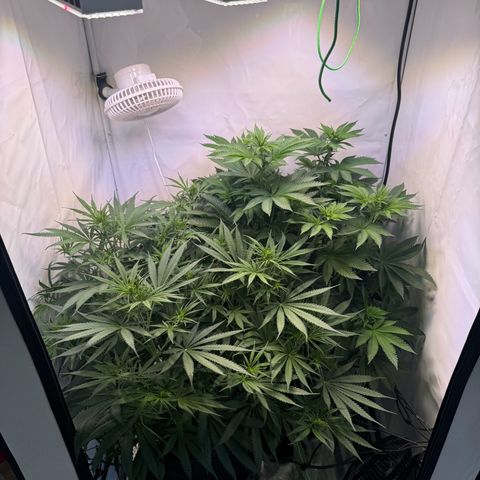 #1 Early Skunk growlog timeline photo