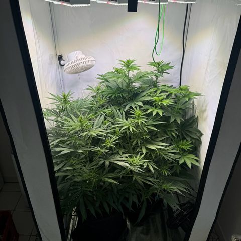 #1 Early Skunk growlog timeline photo