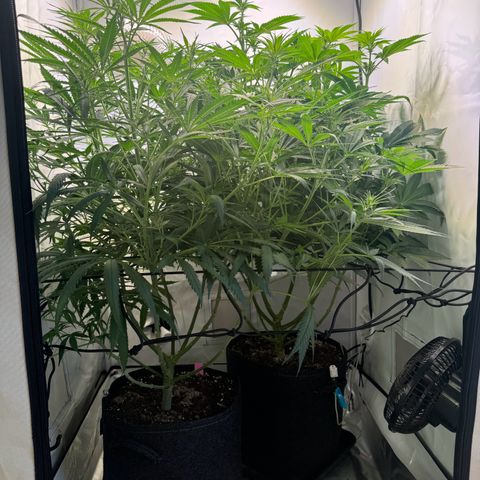 #1 Early Skunk growlog timeline photo