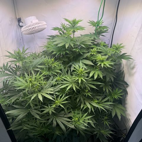 #1 Early Skunk growlog timeline photo