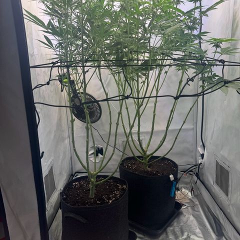 #1 Early Skunk growlog timeline photo