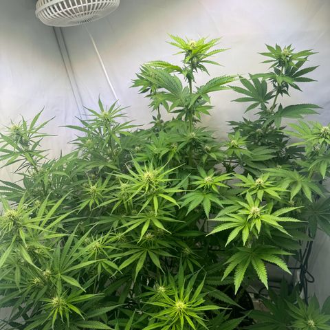 #1 Early Skunk growlog timeline photo