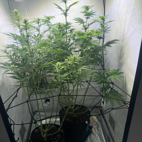 #1 Early Skunk growlog timeline photo