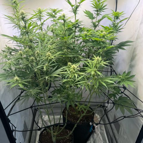 #1 Early Skunk growlog timeline photo
