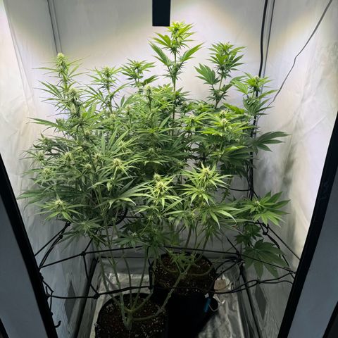 #1 Early Skunk growlog timeline photo
