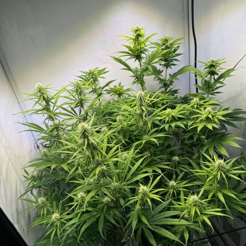 #1 Early Skunk growlog timeline photo