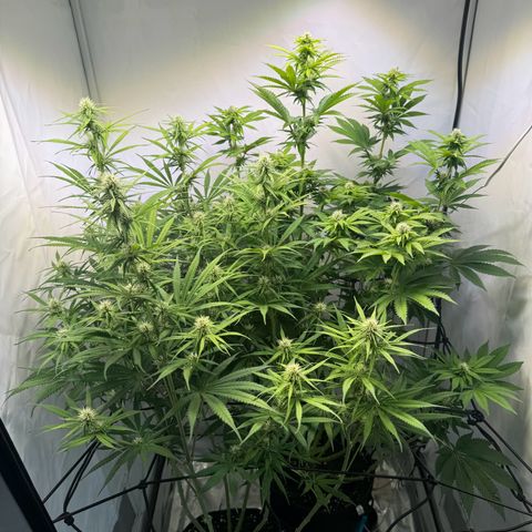 #1 Early Skunk growlog timeline photo