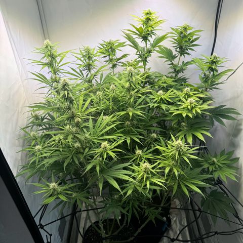 #1 Early Skunk growlog timeline photo