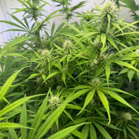 #1 Early Skunk growlog timeline photo