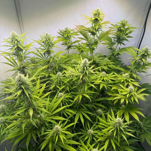 #1 Early Skunk growlog timeline photo