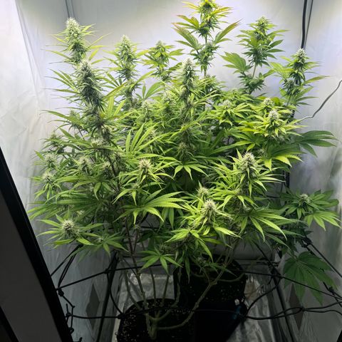#1 Early Skunk growlog timeline photo